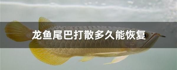 龍魚尾巴下榻是怎么了（龍魚尾巴下榻可能是由多種因素引起的）