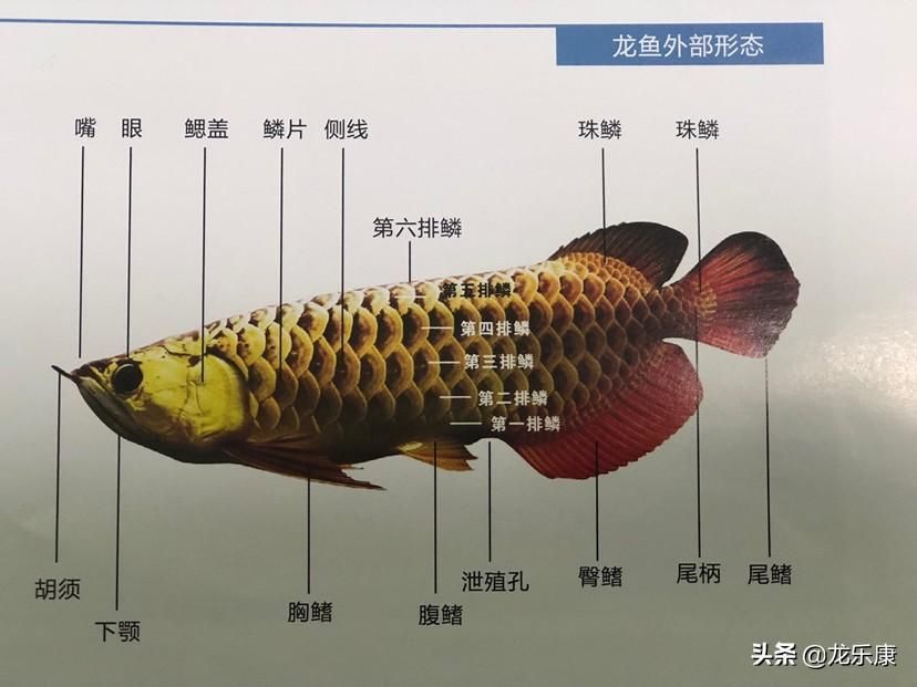 龍魚的分類和區分：龍魚分類和區分不同種類的龍魚,紅龍與青龍的區別