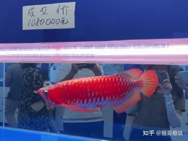 龍魚都是進口的嗎？：關于“龍魚都是進口的嗎知乎”