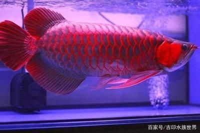 紅龍魚一年了還沒發(fā)色（揭秘|\"紅龍久久不發(fā)色變成黃尾龍\"的奧秘!）