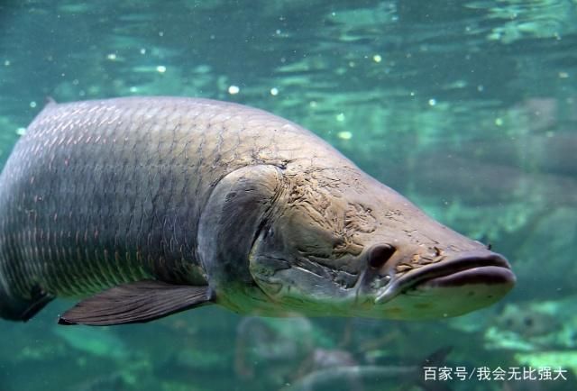 舌骨魚和金龍魚的區別：舌骨魚和金龍魚在生物學分類上有所不同,舌骨魚和金龍魚的區別