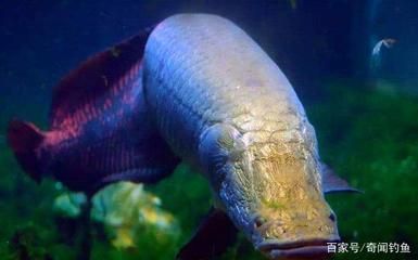 舌骨魚和金龍魚的區別：舌骨魚和金龍魚在生物學分類上有所不同,舌骨魚和金龍魚的區別