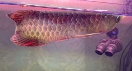 金龍魚膠是什么魚（金龍魚膠與魚翅的區別）