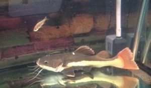 龍魚和虎魚打架的解決辦法，如何處理龍魚和虎魚打架？ 龍魚和虎魚打架的解決辦法，如何處理龍魚和虎魚打架？ 龍魚百科 第2張