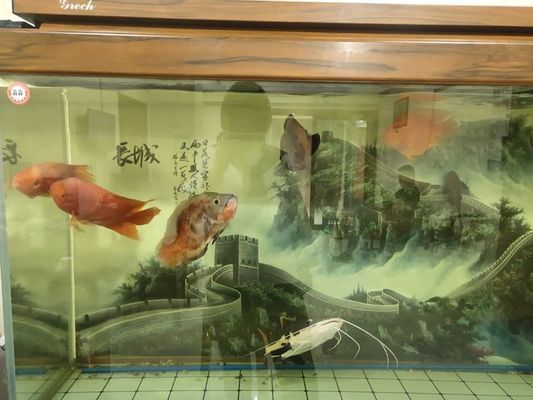 北京龍魚市場（北京龍魚市場交通指南,北京龍魚市場周邊美食）