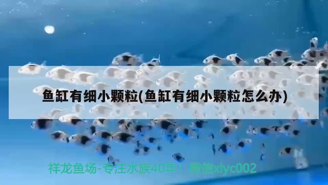 龍魚缸改海水缸好不好：龍魚缸改海水缸好不好海水缸造景材料選擇技巧