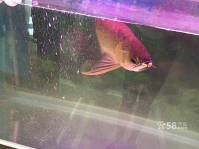 40cm寬的魚缸能不能養龍魚呢（1米寬40的魚缸可以養龍魚嗎）