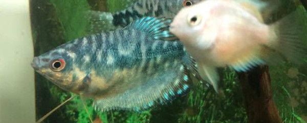 40cm寬的魚缸能不能養龍魚呢（1米寬40的魚缸可以養龍魚嗎）