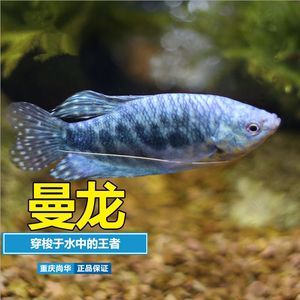 小龍魚變紫藍色怎么回事圖片（小龍魚為什么會變紫藍色？） 小龍魚變紫藍色怎么回事圖片（小龍魚為什么會變紫藍色？） 龍魚百科 第3張