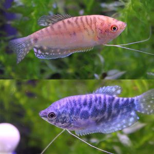 小龍魚變紫藍色怎么回事圖片（小龍魚為什么會變紫藍色？） 小龍魚變紫藍色怎么回事圖片（小龍魚為什么會變紫藍色？） 龍魚百科 第2張
