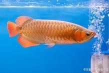 馬來西亞龍魚和印尼龍魚區(qū)別在哪兒