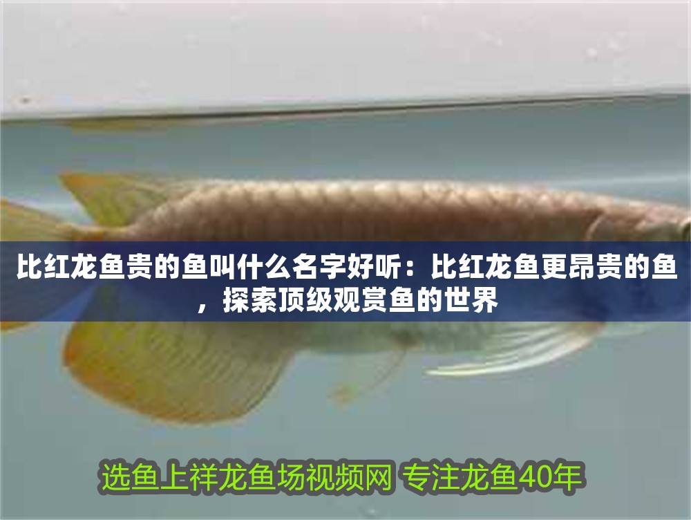 比紅龍魚(yú)貴的魚(yú)叫什么名字好聽(tīng)：比紅龍魚(yú)更昂貴的魚(yú)，探索頂級(jí)觀賞魚(yú)的世界