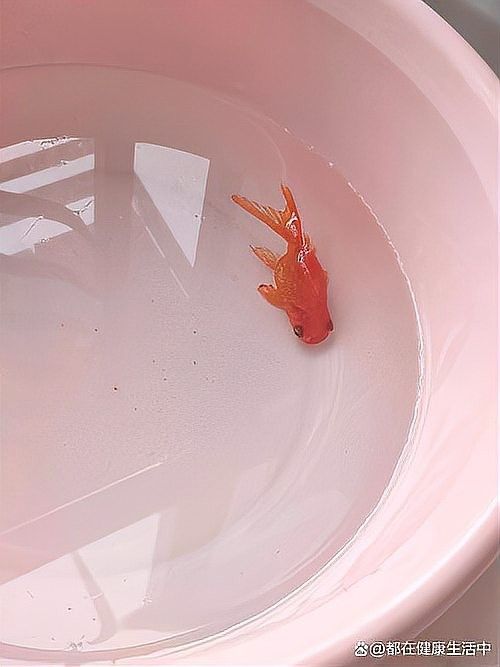 龍魚翻肚后如何判斷是否恢復？