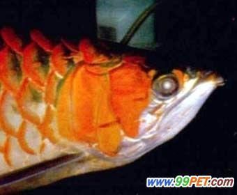 龍魚背部鱗片有棉絮：龍魚背部鱗片出現棉絮狀物可能是由于多種原因引起的