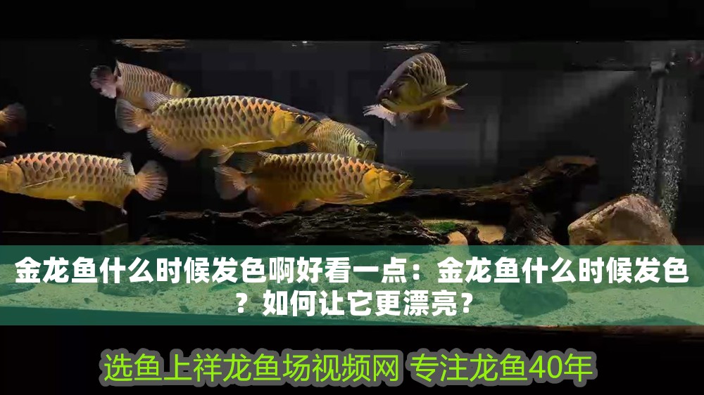 金龍魚什么時候發色啊好看一點：金龍魚什么時候發色？如何讓它更漂亮？