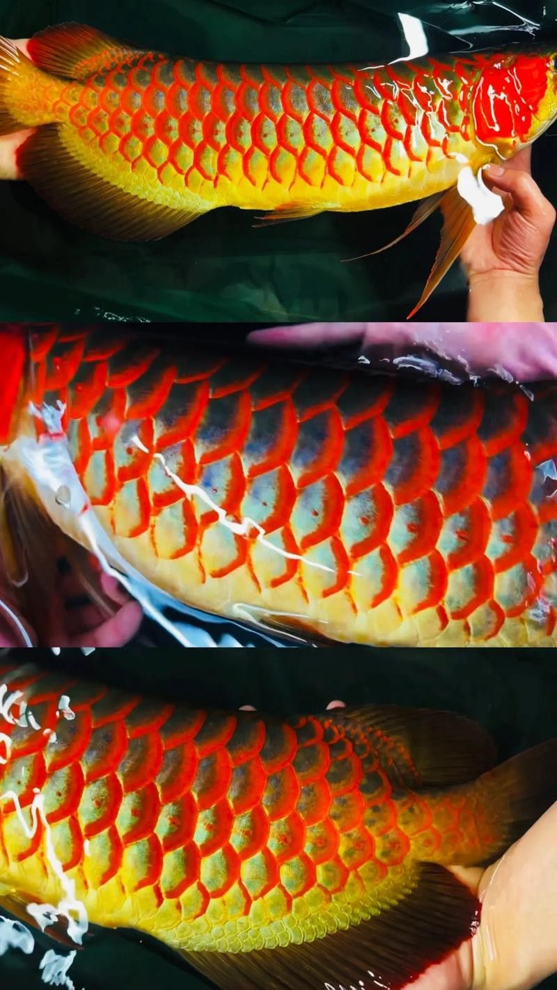 如何挑選發色良好的紅龍魚？ 如何挑選發色良好的紅龍魚？ 龍魚百科 第2張