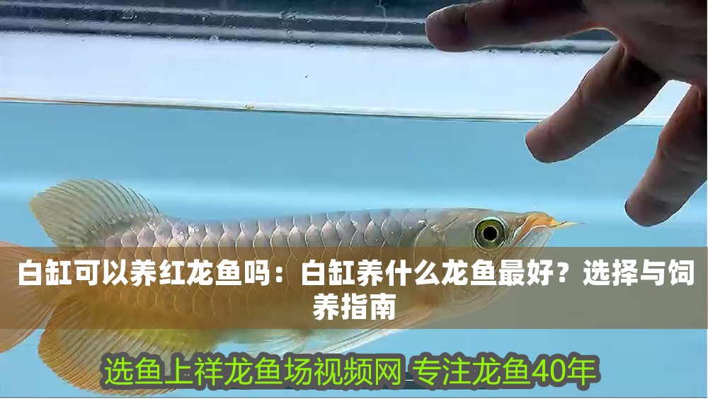 白缸可以養紅龍魚嗎：白缸養什么龍魚最好？選擇與飼養指南