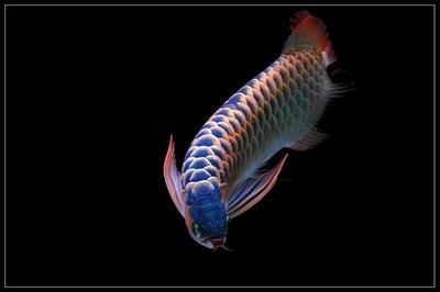 白缸可以養紅龍魚嗎：白缸養什么龍魚最好？選擇與飼養指南
