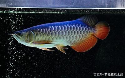 金龍魚掉眼：金龍魚掉眼怎么辦