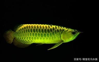 金龍魚掉眼：金龍魚掉眼怎么辦