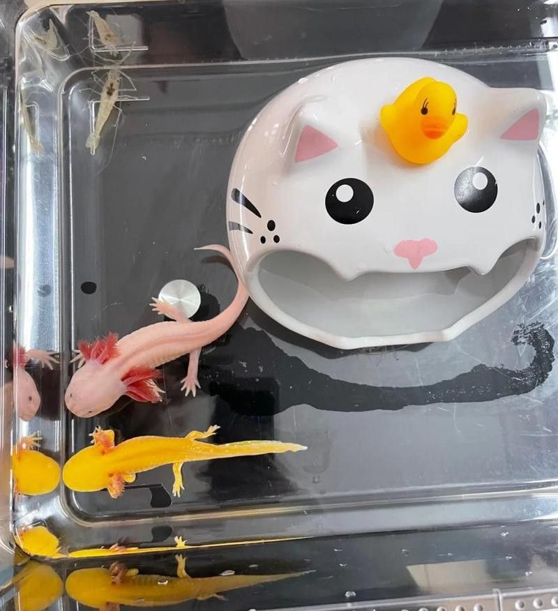 哪里可以購(gòu)買到熒光色系六角龍？ 哪里可以購(gòu)買到熒光色系六角龍？ 龍魚百科 第7張