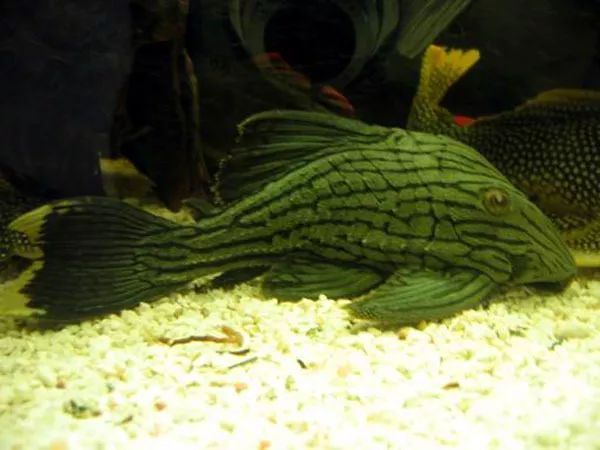 綠皮皇冠豹魚專用維生素添加：綠皮皇冠豹魚專用維生素添加是針對(duì)皇冠豹魚的一種特殊配方 綠皮皇冠豹魚專用維生素添加：綠皮皇冠豹魚專用維生素添加是針對(duì)皇冠豹魚的一種特殊配方 龍魚百科 第2張