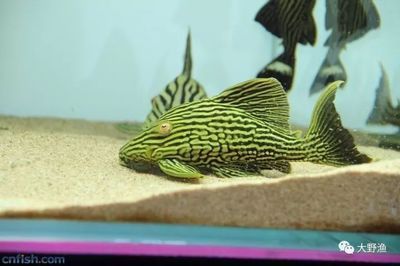 綠皮皇冠豹魚專用維生素添加：綠皮皇冠豹魚專用維生素添加是針對(duì)皇冠豹魚的一種特殊配方 綠皮皇冠豹魚專用維生素添加：綠皮皇冠豹魚專用維生素添加是針對(duì)皇冠豹魚的一種特殊配方 龍魚百科 第5張