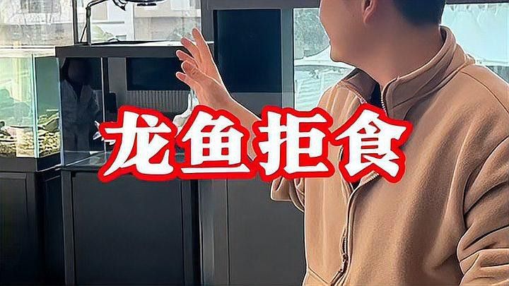 雙龍混養需要哪些食物