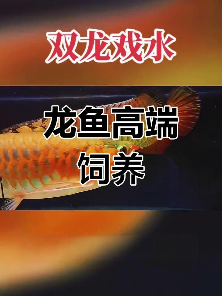 雙龍混養需要哪些食物