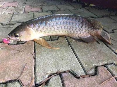 龍魚絕食半年會死嗎：如果龍魚持續半年不吃食，那么它的生存幾率會大大降低
