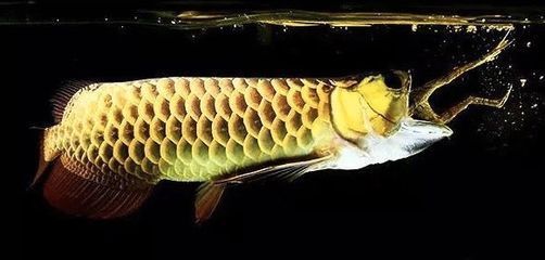 龍魚絕食半年會死嗎：如果龍魚持續半年不吃食，那么它的生存幾率會大大降低