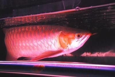 龍魚絕食半年會死嗎：如果龍魚持續半年不吃食，那么它的生存幾率會大大降低
