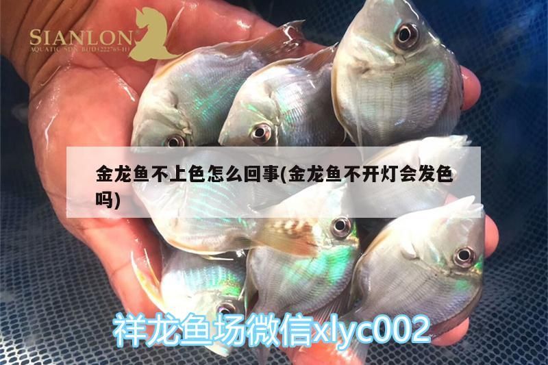 金龍魚混養(yǎng)什么魚好看又好養(yǎng)：金龍魚適合和什么魚一起養(yǎng)