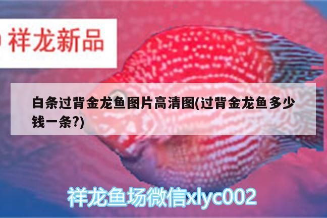 金龍魚混養(yǎng)什么魚好看又好養(yǎng)：金龍魚適合和什么魚一起養(yǎng)
