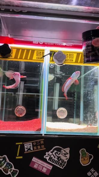 七彩雷龍魚喂什么食物