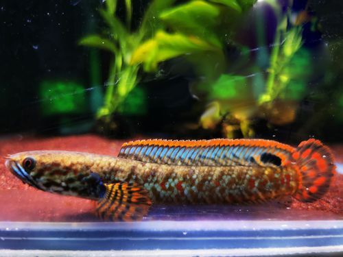 七彩雷龍魚喂什么食物