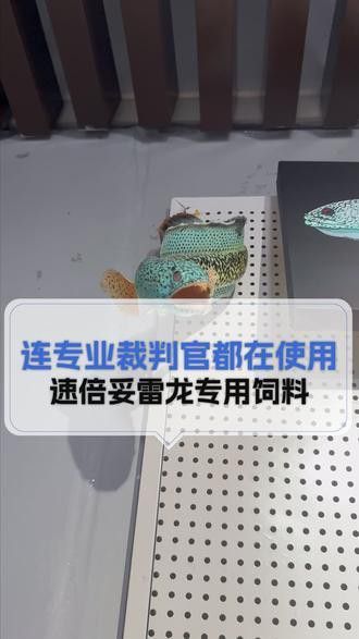 七彩雷龍魚喂什么食物