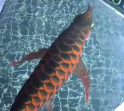 什么龍魚好看又漂亮，新加坡國際魚展中賣出500萬人民幣的天價龍魚品種