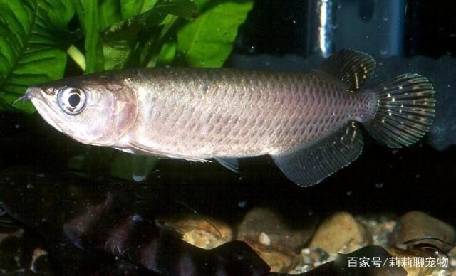 什么龍魚好看又漂亮，新加坡國際魚展中賣出500萬人民幣的天價龍魚品種