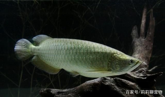 什么龍魚好看又漂亮，新加坡國(guó)際魚展中賣出500萬(wàn)人民幣的天價(jià)龍魚品種