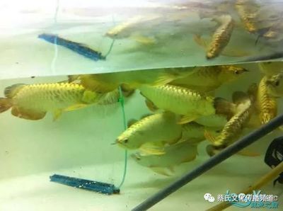 家中養(yǎng)龍魚（龍魚養(yǎng)殖常見誤區(qū)）