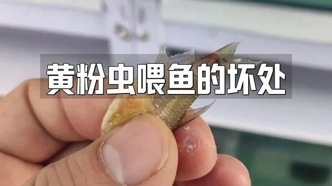 雷龍魚吃黃粉蟲嗎