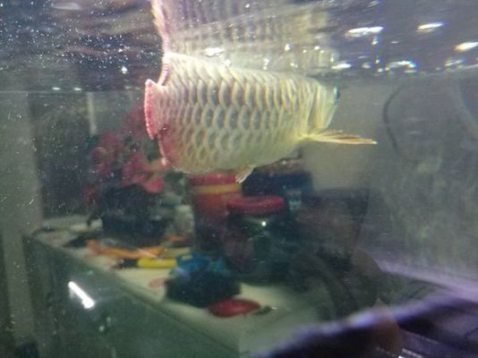 紅龍魚縮后三鰭，紅龍魚縮后三鰭可能由多種因素引起，如何判斷紅龍魚營養不良