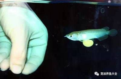 龍魚長多大可以繁殖后代：亞洲龍魚在3-4歲左右性成熟可以繁殖后代