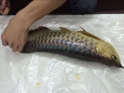 龍魚做手術(shù)間隔多久一次：龍魚手術(shù)后的恢復(fù)期需要多久？