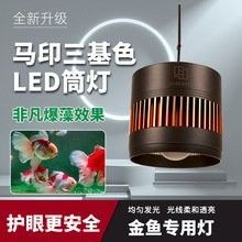 馬印發(fā)色燈的具體價格是多少？ 馬印發(fā)色燈的具體價格是多少？ 龍魚百科 第1張