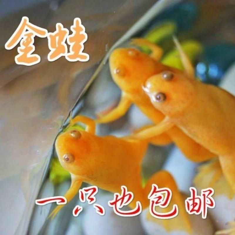 龍魚吃金蛙會導致哪些壞處，：龍魚吃金蛙會導致哪些壞處龍魚吃金蛙會導致哪些壞處