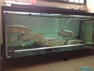 金龍魚混養幾條比較好：金龍魚混養的數量選擇 金龍魚混養幾條比較好：金龍魚混養的數量選擇 龍魚百科 第3張