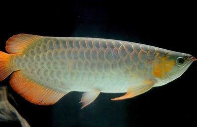 龍魚病后如何恢復身體健康：龍魚在疾病后如何恢復身體健康 龍魚病后如何恢復身體健康：龍魚在疾病后如何恢復身體健康 龍魚百科 第3張