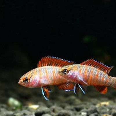 火焰變色龍魚壽命多久：火焰變色龍魚的壽命受多種因素影響火焰變色龍魚壽命多久 火焰變色龍魚壽命多久：火焰變色龍魚的壽命受多種因素影響火焰變色龍魚壽命多久 龍魚百科 第3張